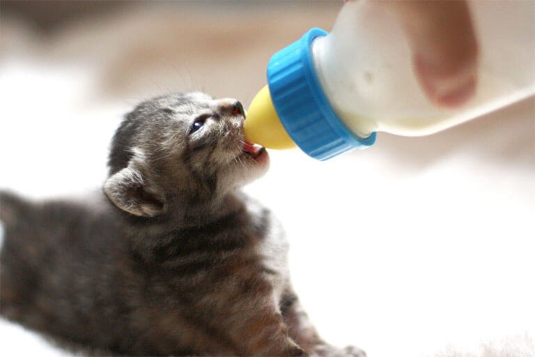 猫用ミルクとは?作り方や飲まないときの対処法、ミルクがないときの代用品も解説